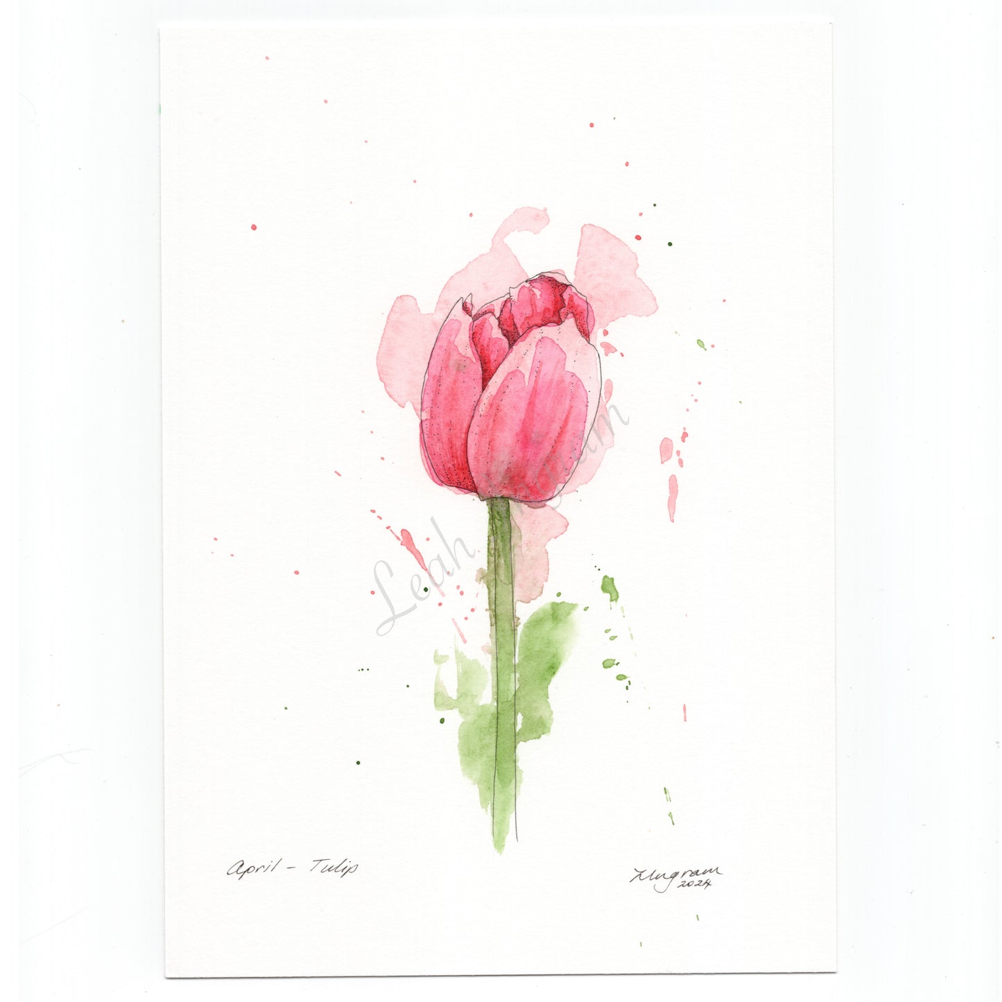 Tulip Original