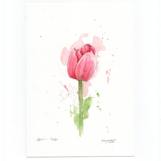 Tulip Original