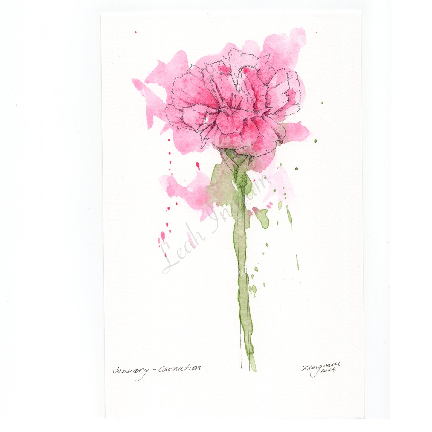 Carnation Original