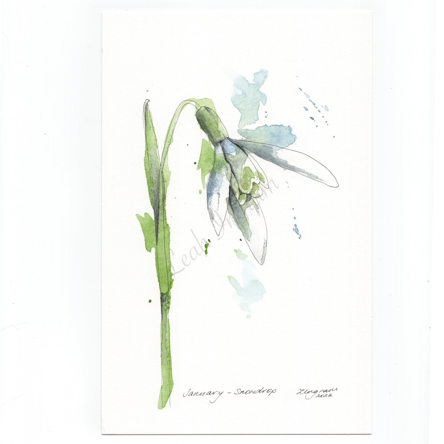 Snowdrop Original