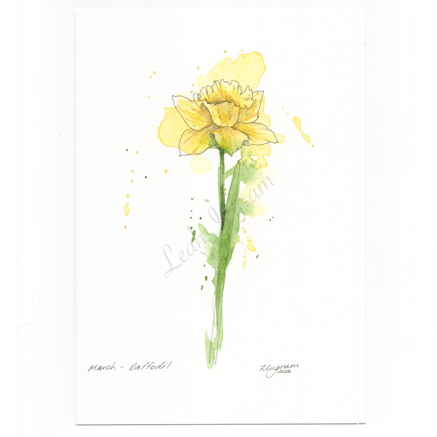 Daffodil Original