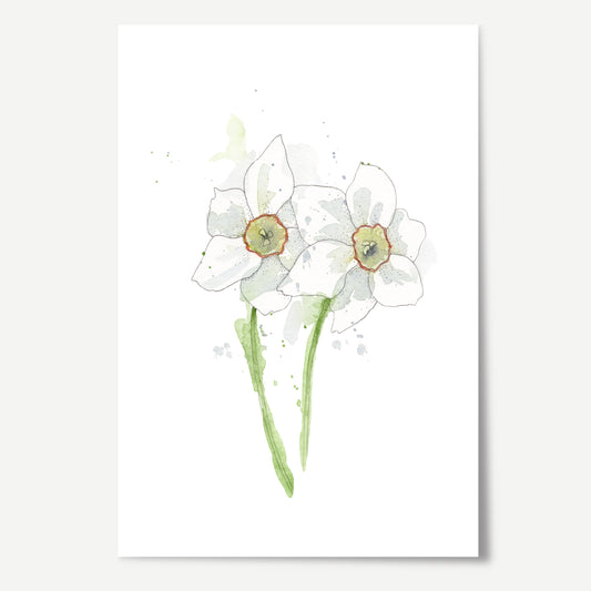 Narcissus Print