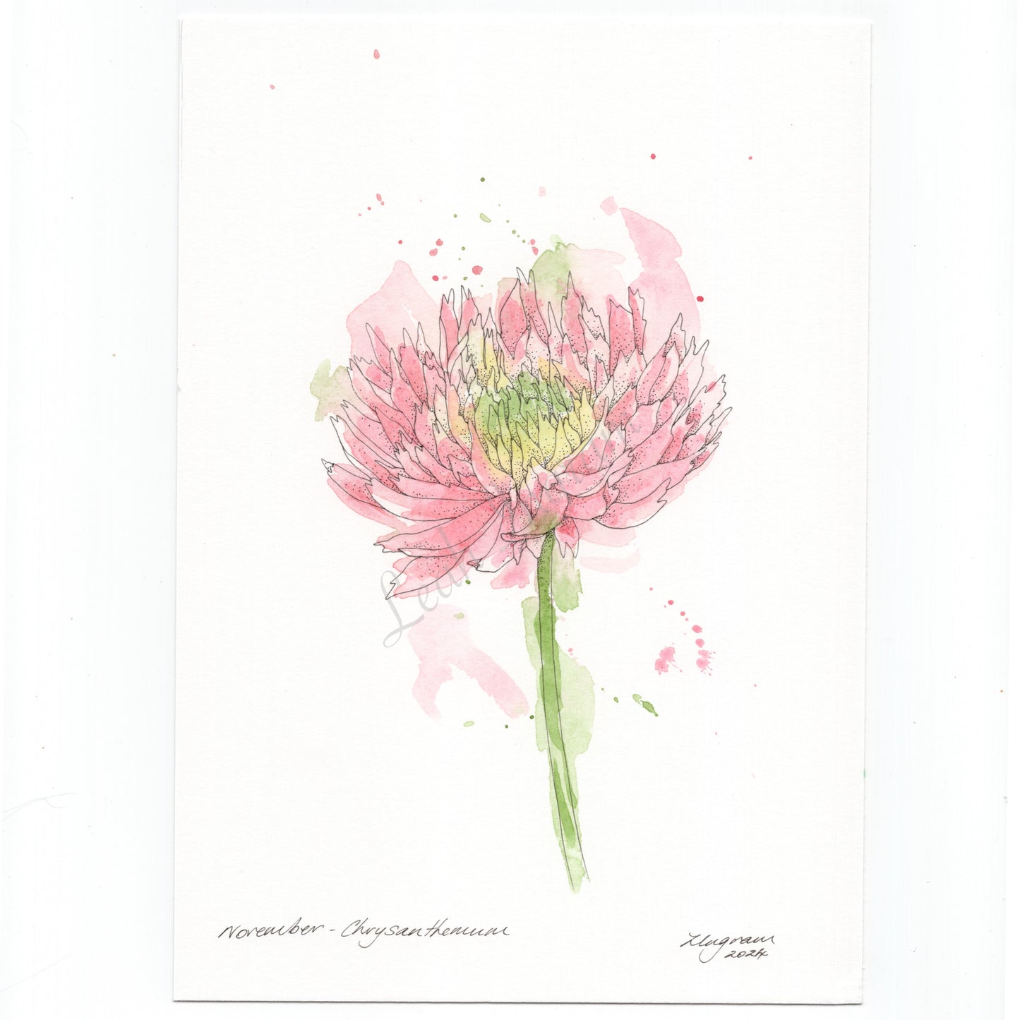 Chrysanthemum Original